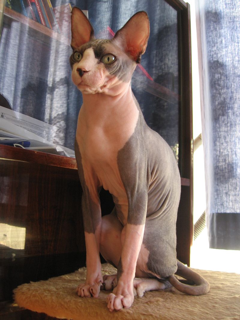 Sphinx cat posing for the camera