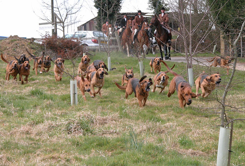 The Coakham pack of Bloodhounds starting a human trail in England