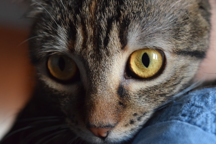 a close-up shot of cat’s eyes