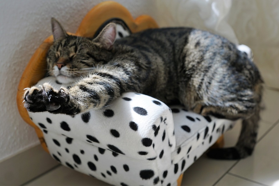 cat resting on her mini sofa