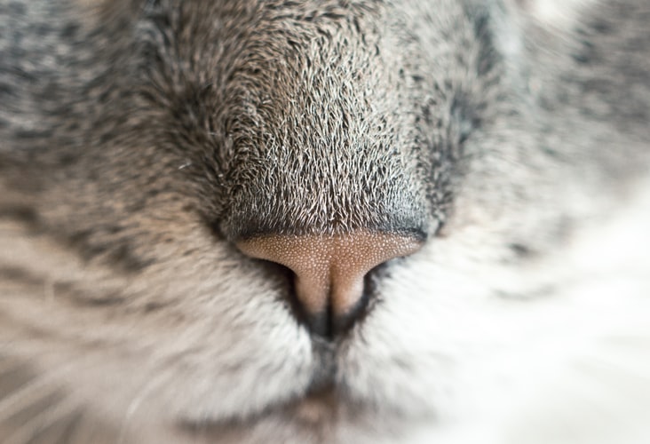 close-up photography of a cat’s nose