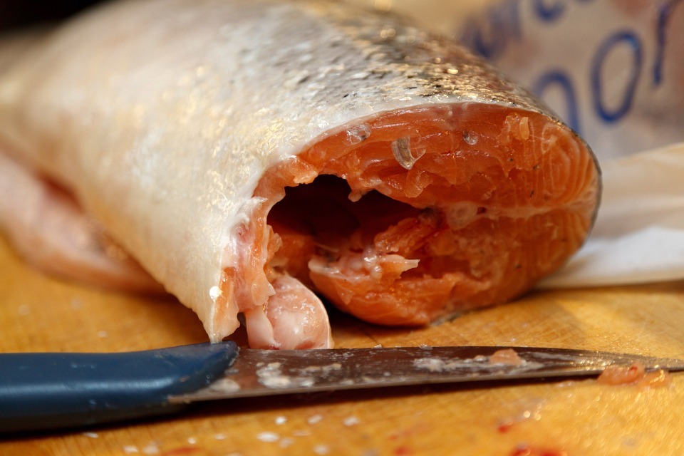 raw salmon fish