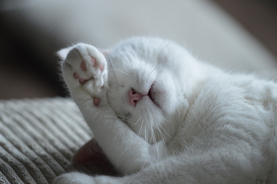white cat taking a nap