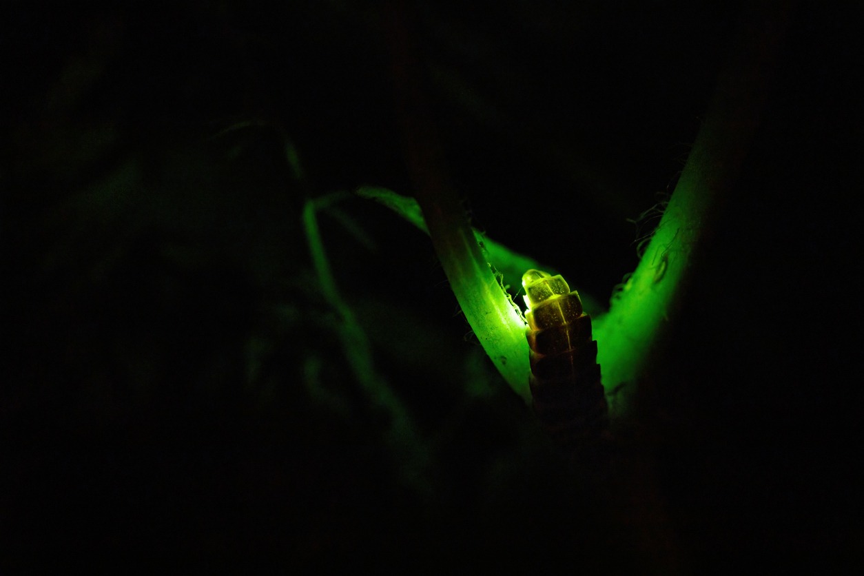 Common glow-worm glowing green in the night