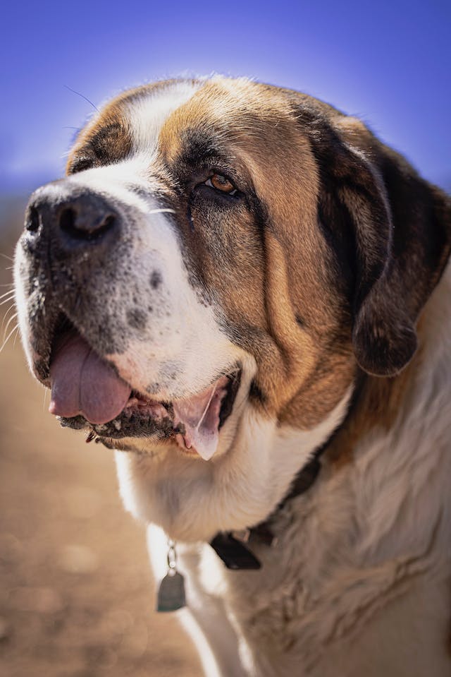 How Long Do Large Dogs Live?