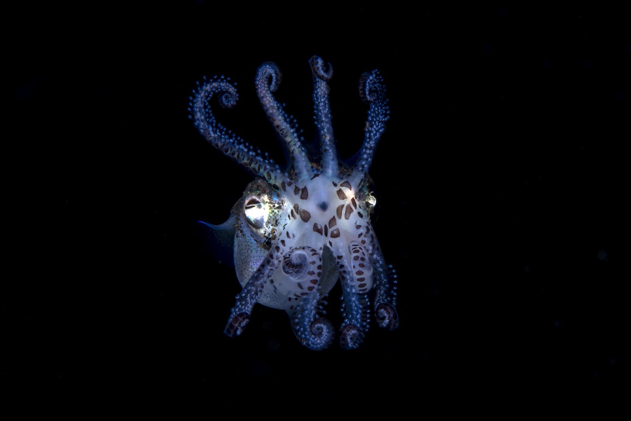 bobtail squid glowing