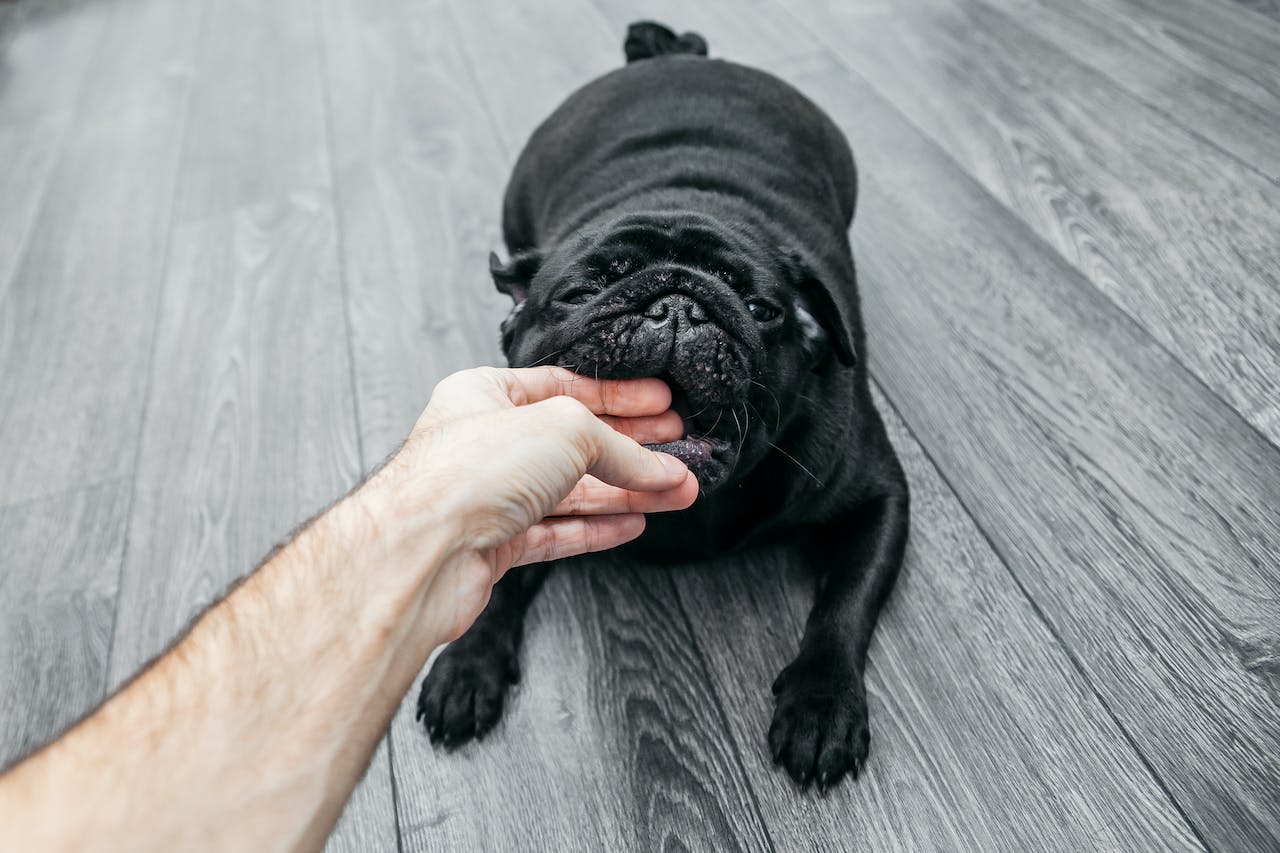 Is Laminate Flooring the Right Choice for Pet Owners