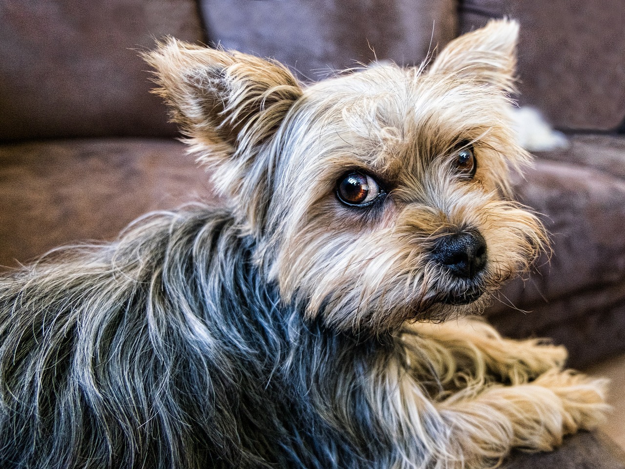 Small Breed Dogs for Apartment Living