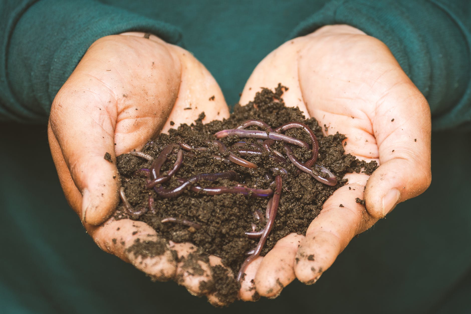 The Benefits of Using Worm Castings In Your Garden