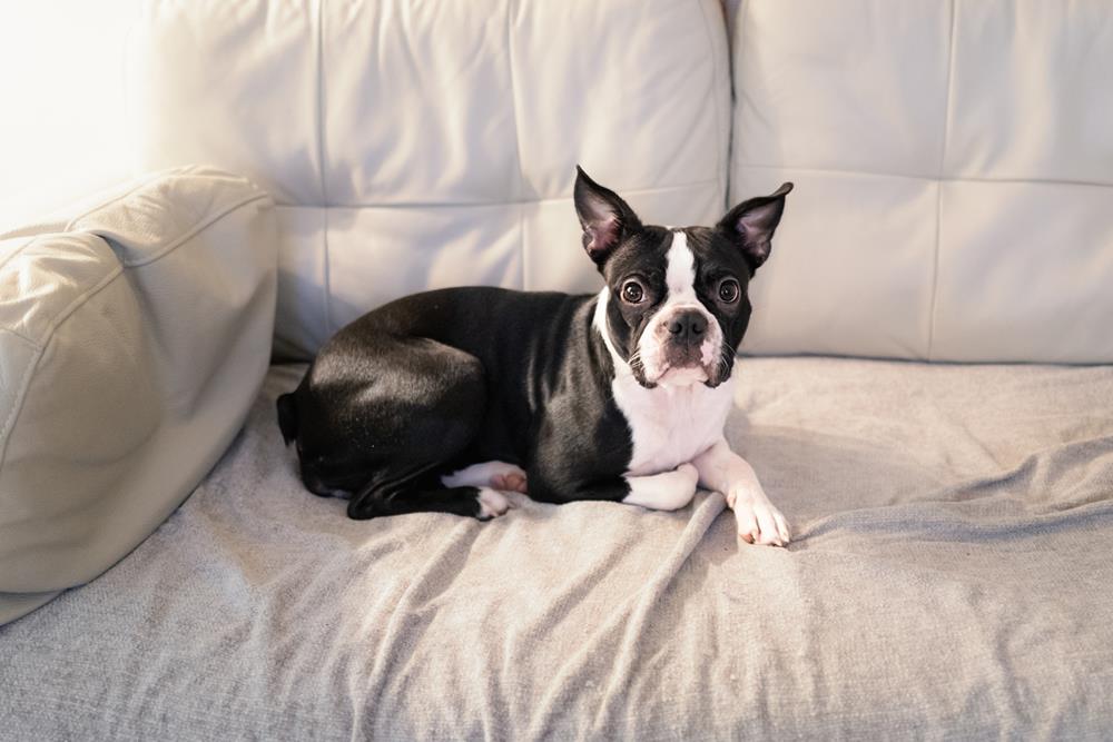 A Boston Terrier on a couch