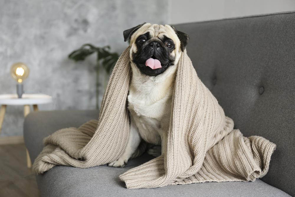 A pug on a couch