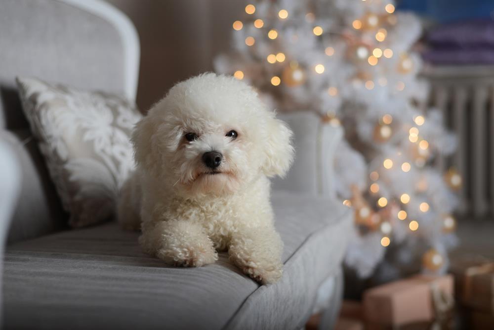 An adorable Bichon Frise on a couch