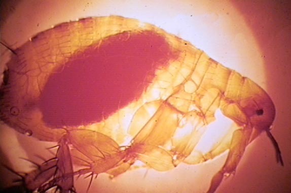 the rat flea that is the host for the plague-causing bacteria