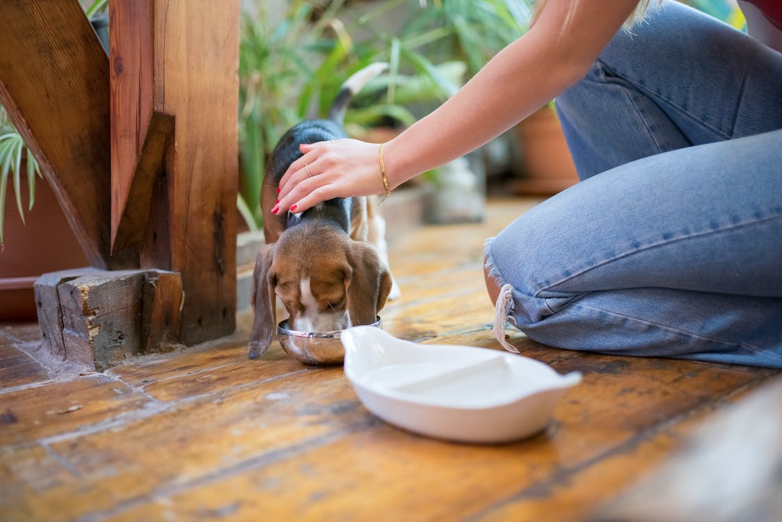 Do's and Don'ts When Feeding Your Puppy