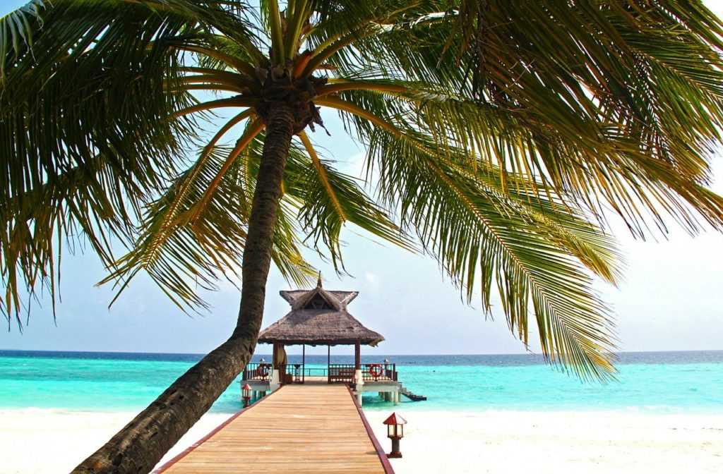 beach coconut tree white sand sea