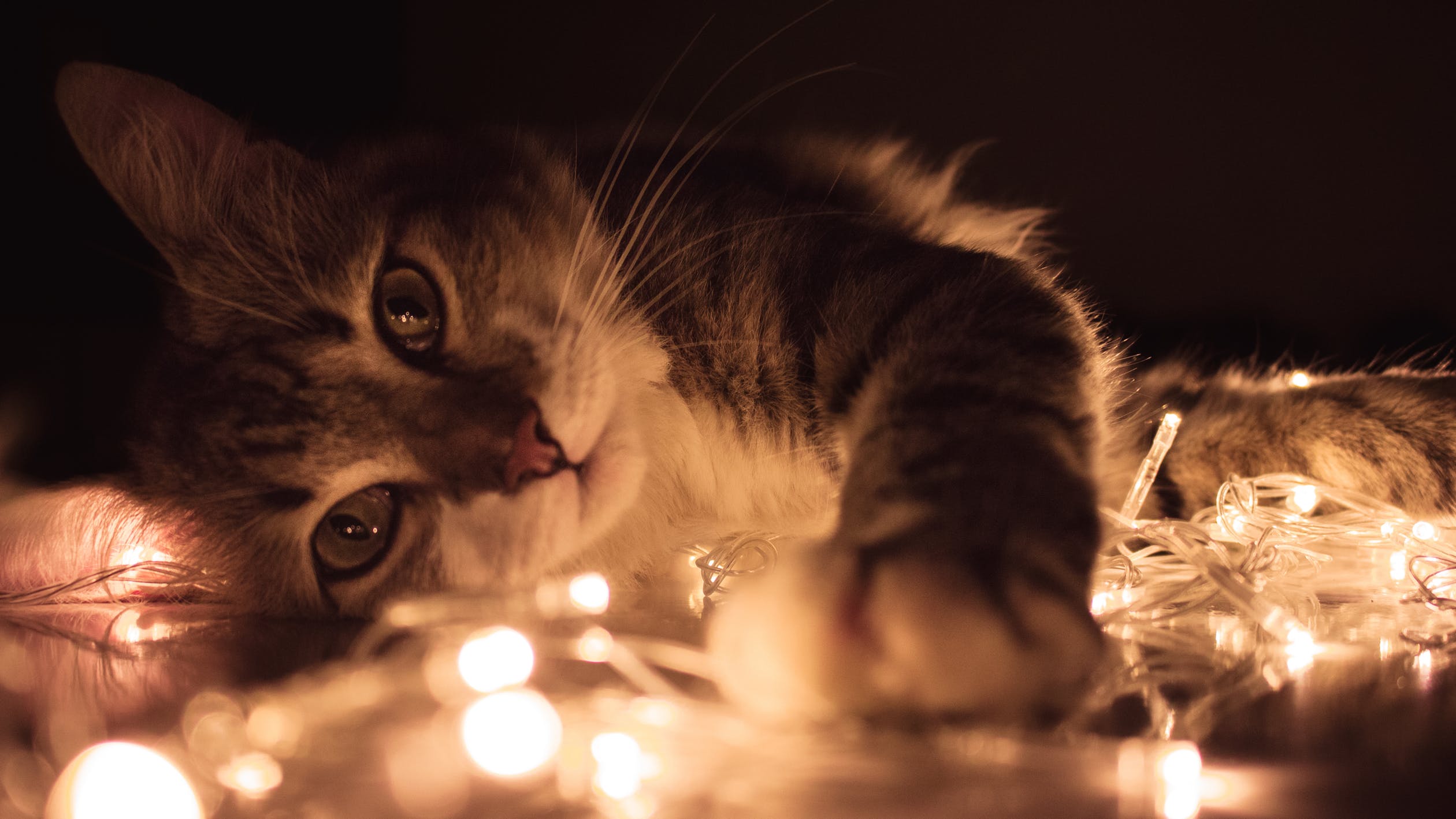 Kitten Lights