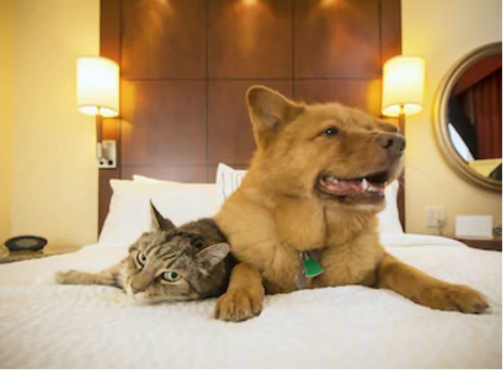pets hotel bed