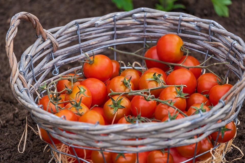 a basket of tomatoes