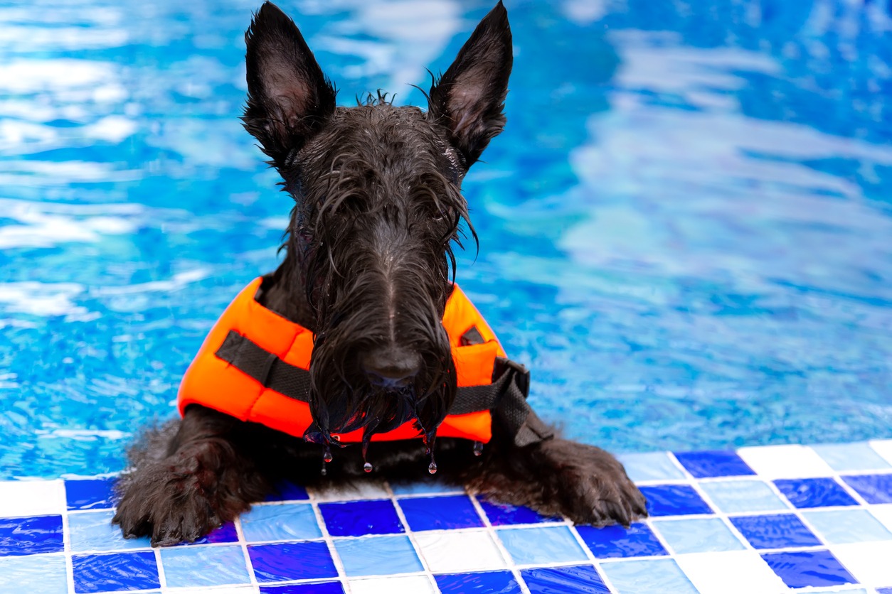 A Black Schnauzer breed wearing a life jacket is swimming in the pool. Water therapy for pets recovering from surgery, arthritis issues, and dogs with most types of paralysis