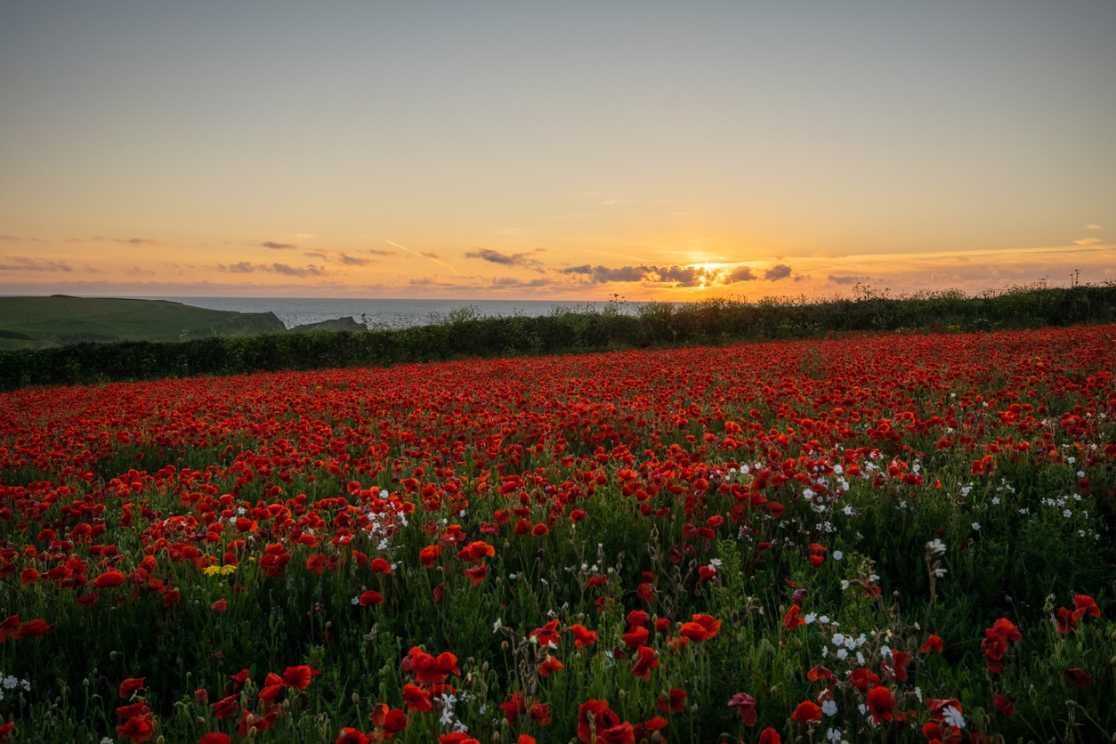Beautiful Sunset over wild poppy fields in north Cornwall