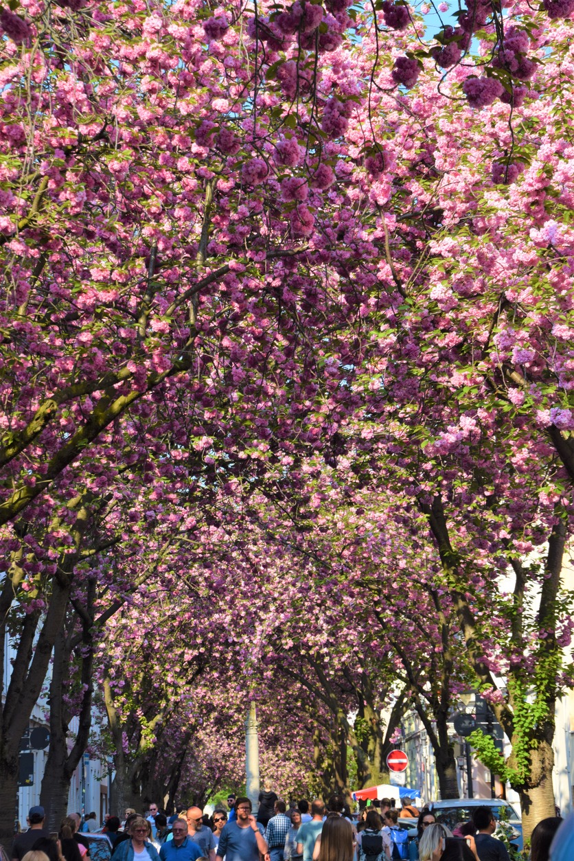 Bonn, Germany - April 21 2018: Cherry Blossom treelined street springtime