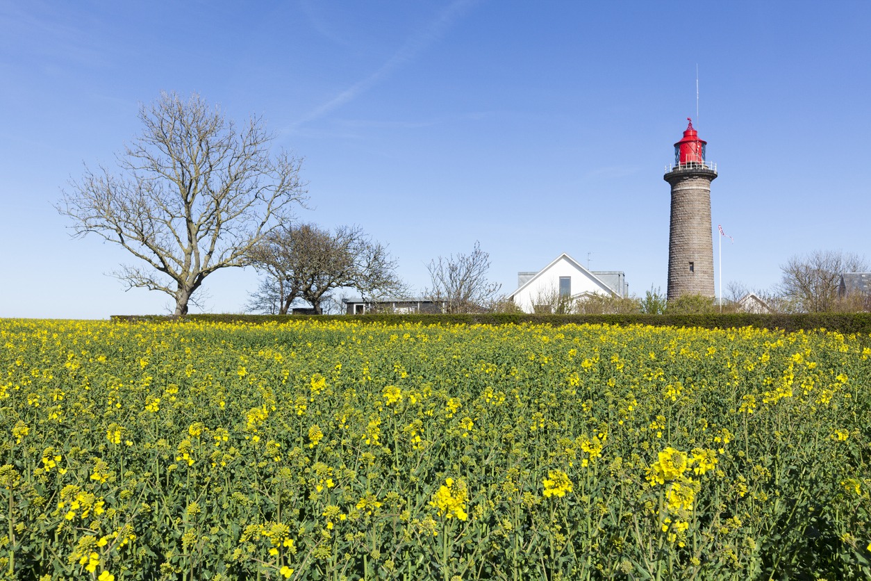 Fornæs lighthouse at the Baltic Sea coast near Grenaa, Djursland, Denmark. Rape filed in foreground