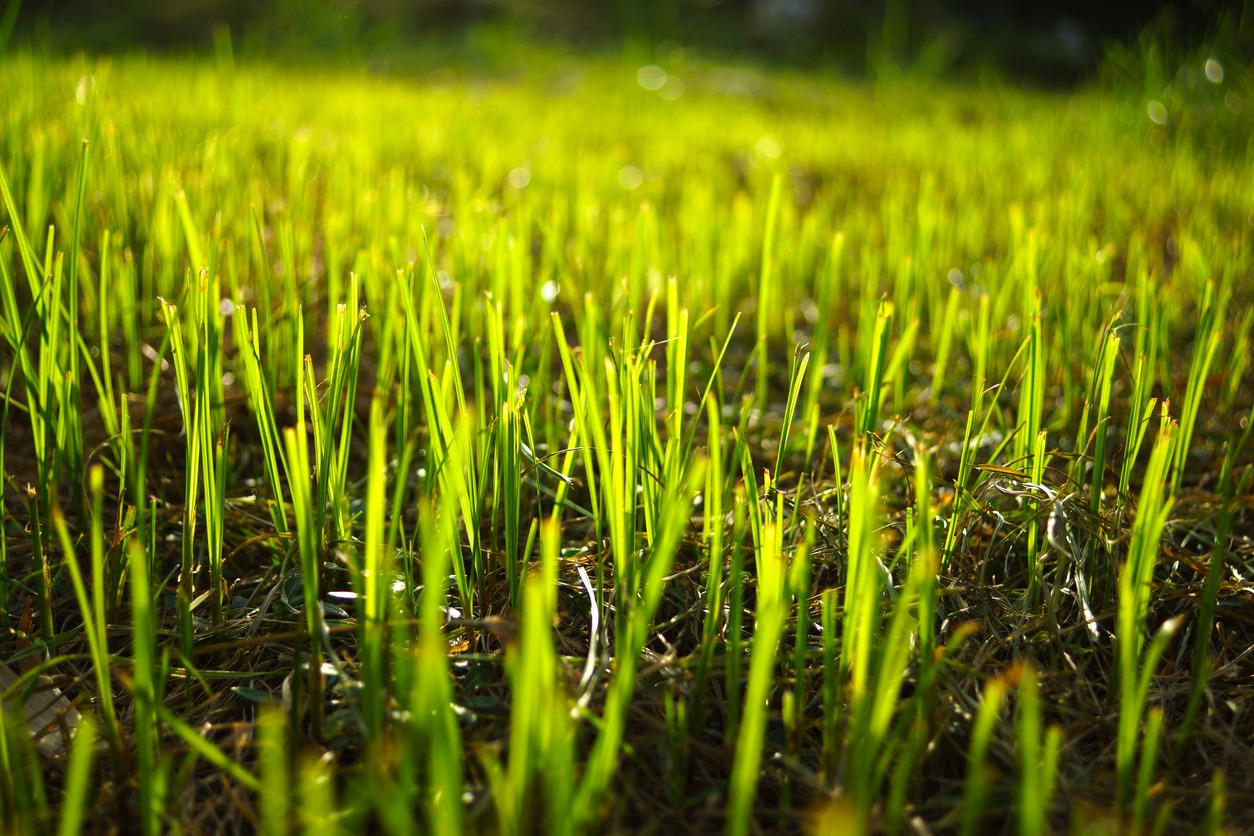 Grass regenerates in the garden