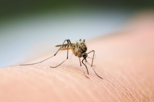 How to Get Rid of Mosquitoes Inside the House: 7 Key Things to Do