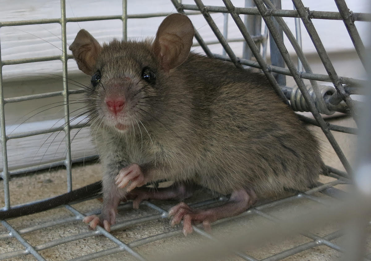 How to pick the right mouse exterminator