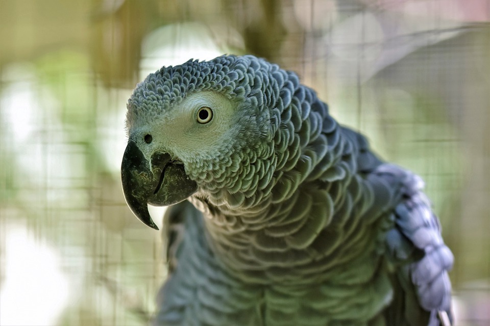 African grey parrot inside a cage
