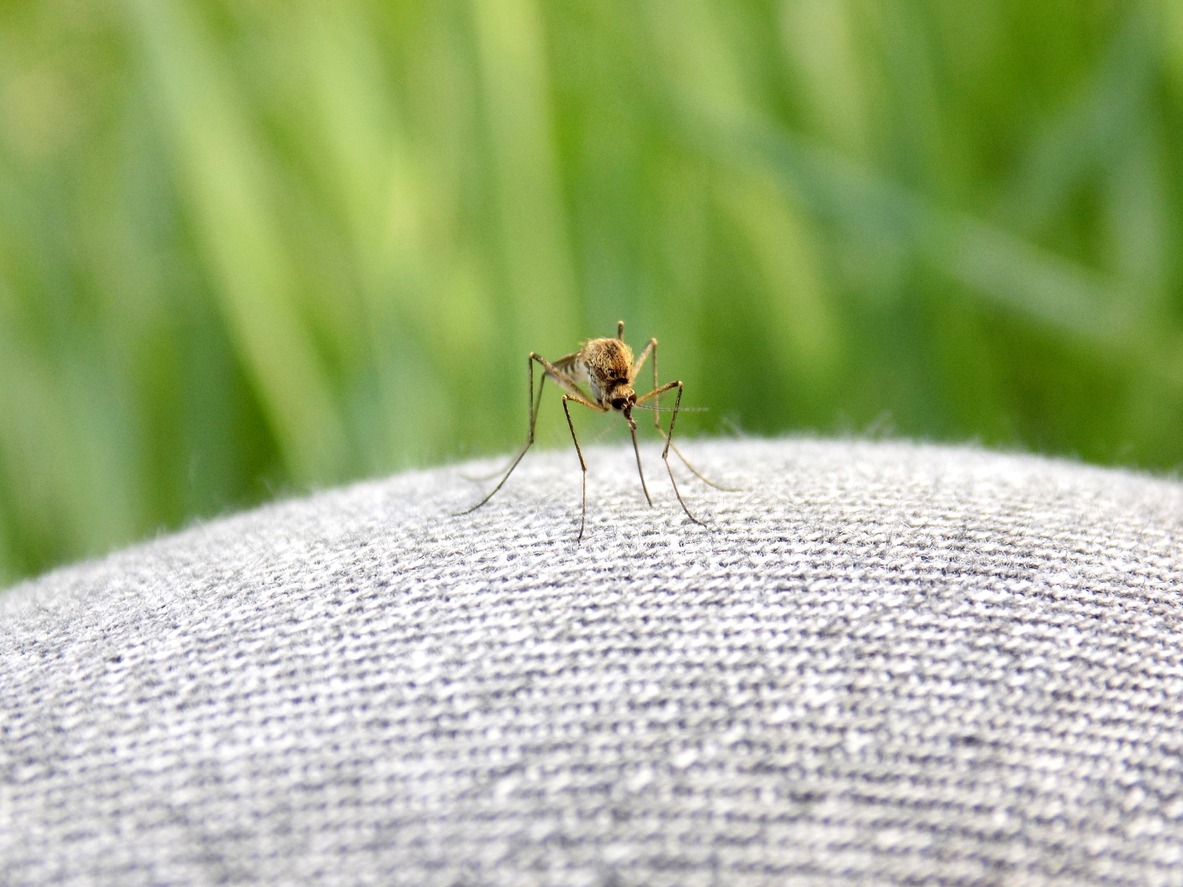 Mosquito on jeans