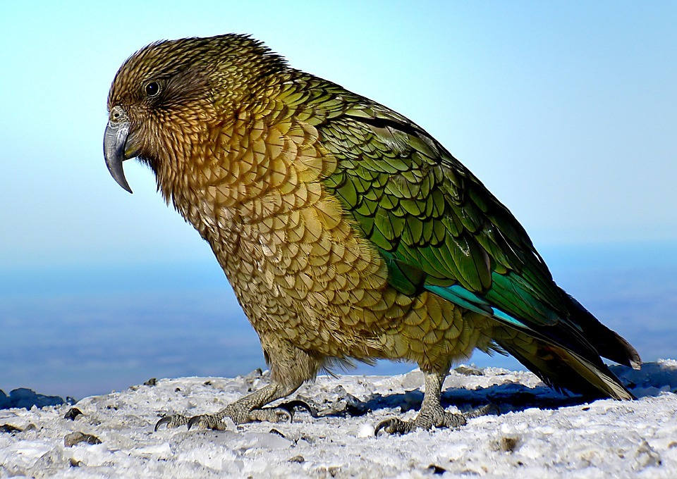 a green bird sitting on land
