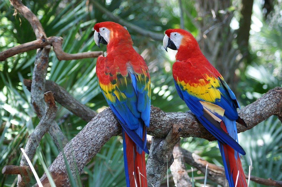 A couple of macaws
