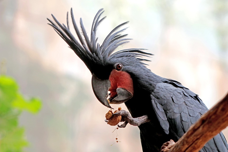 A black parrot eating a nut