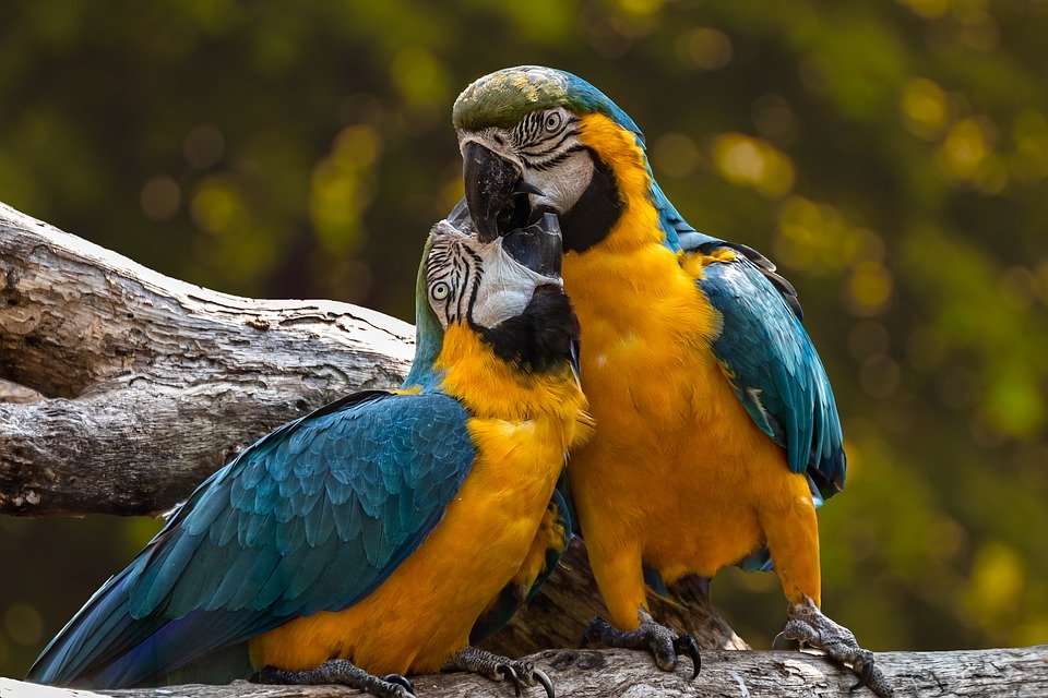 a couple of parrots
