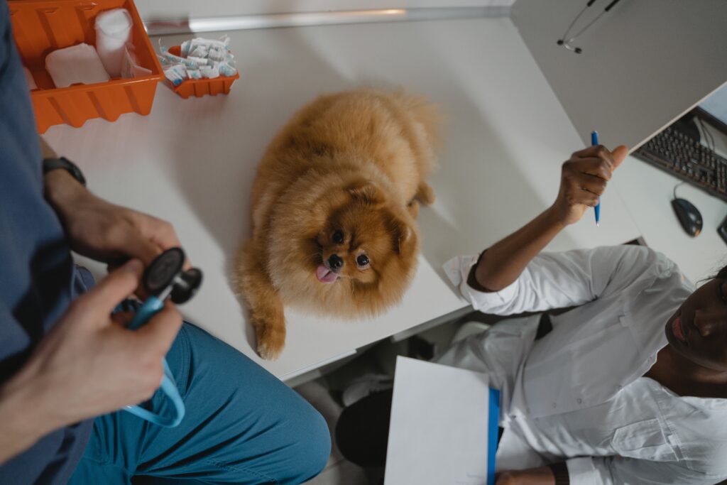 Pomeranian sitting on a clinic table, staring at the veterinary attendant image