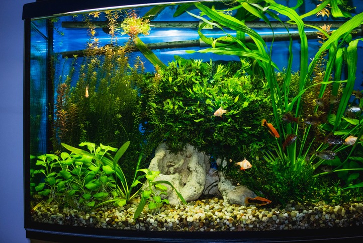The close-up of an aquarium tank full of fish