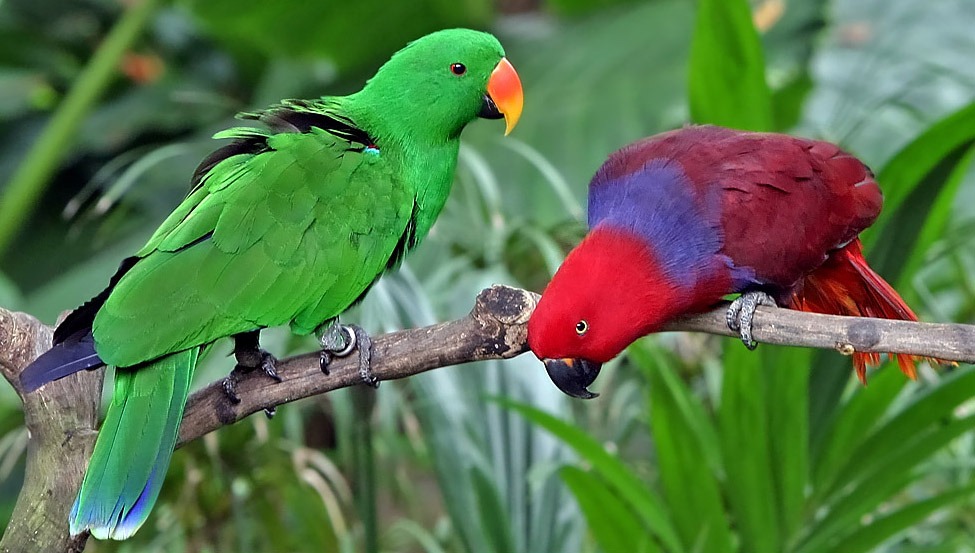 Solomon eclectus parrots
