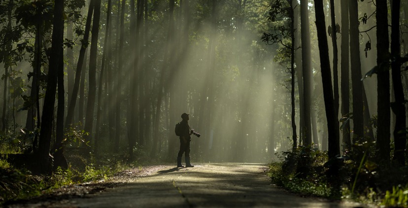 The photographer is taking photos while exploring in pine forest with strong rays of sunlight inside the misty pine forest for photography and silhouette photo