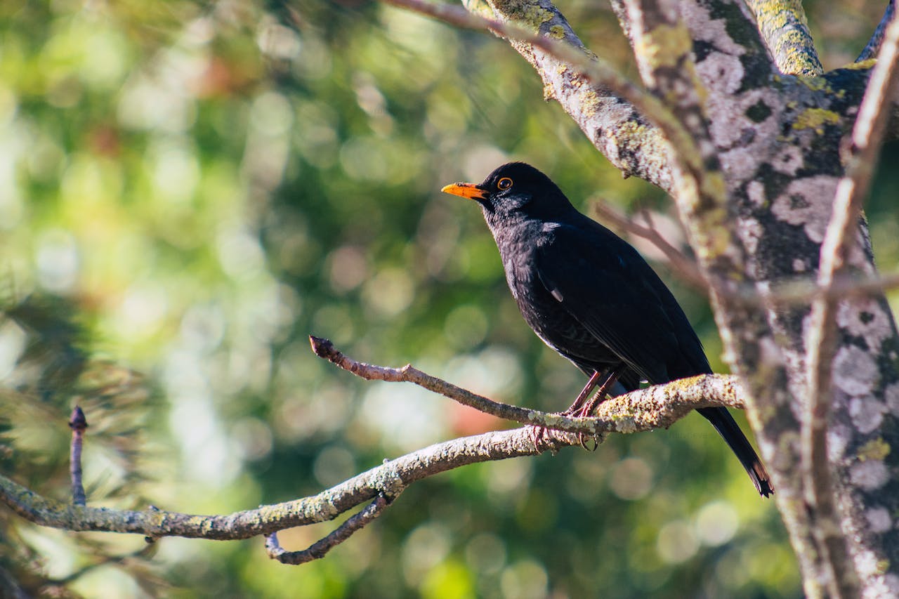 close-up photo of a black bird perched on a branch