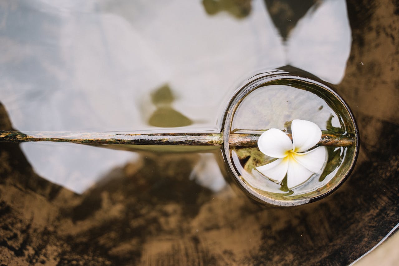 fallen white flower on water