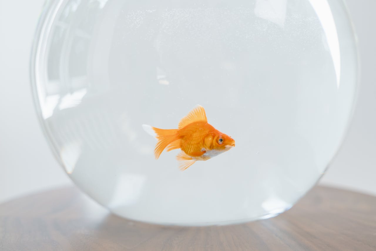 gold fish in a fish bowl