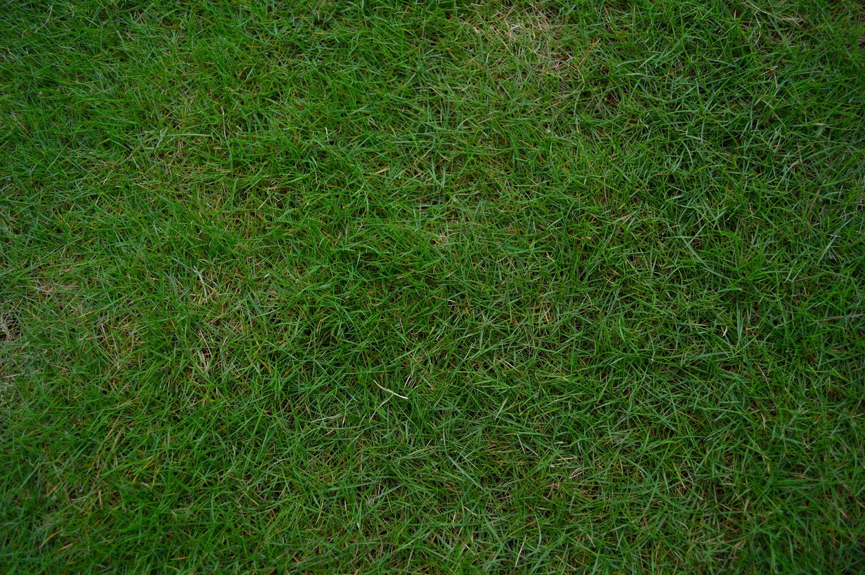 green Bermuda grass texture