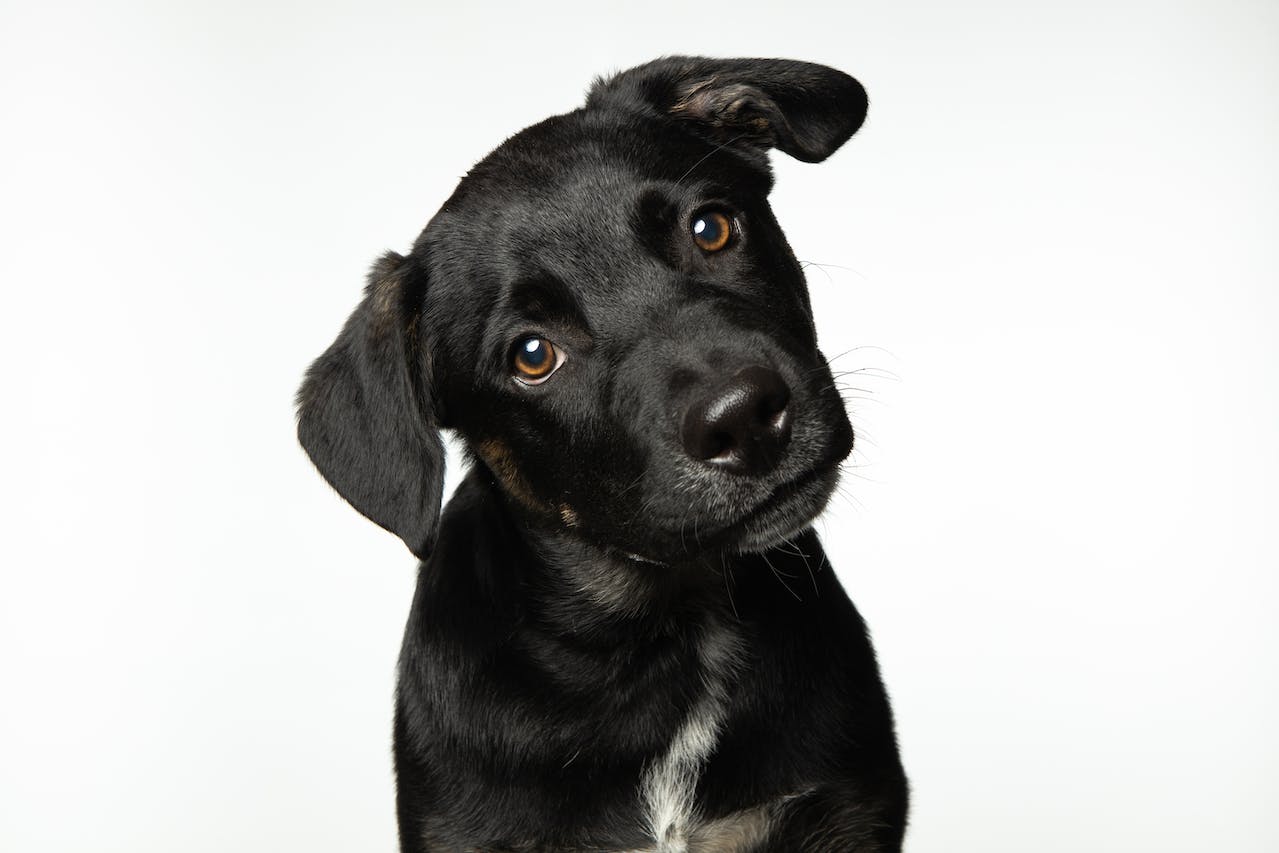 photograph of a black puppy