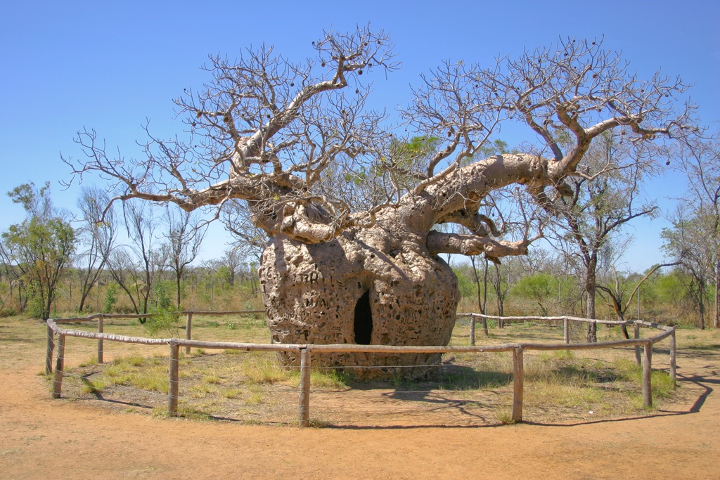 Baobab Tree Prison