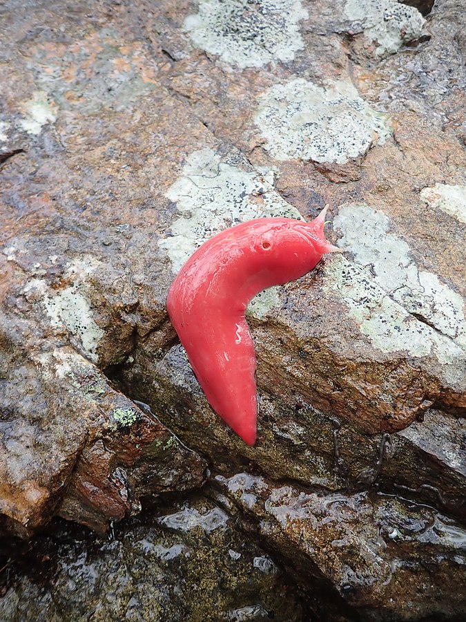 A pink slug at Mt. Kaputar