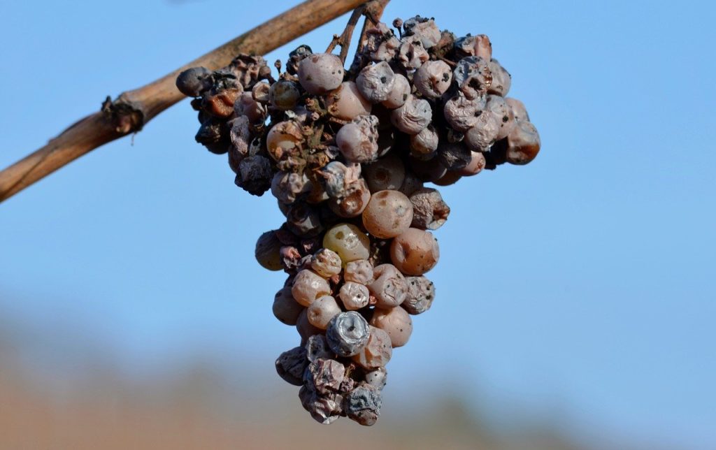 noble-rot grapes on a vine