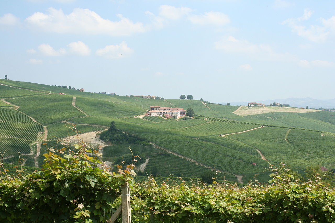 Vineyards in Piedmont Italy