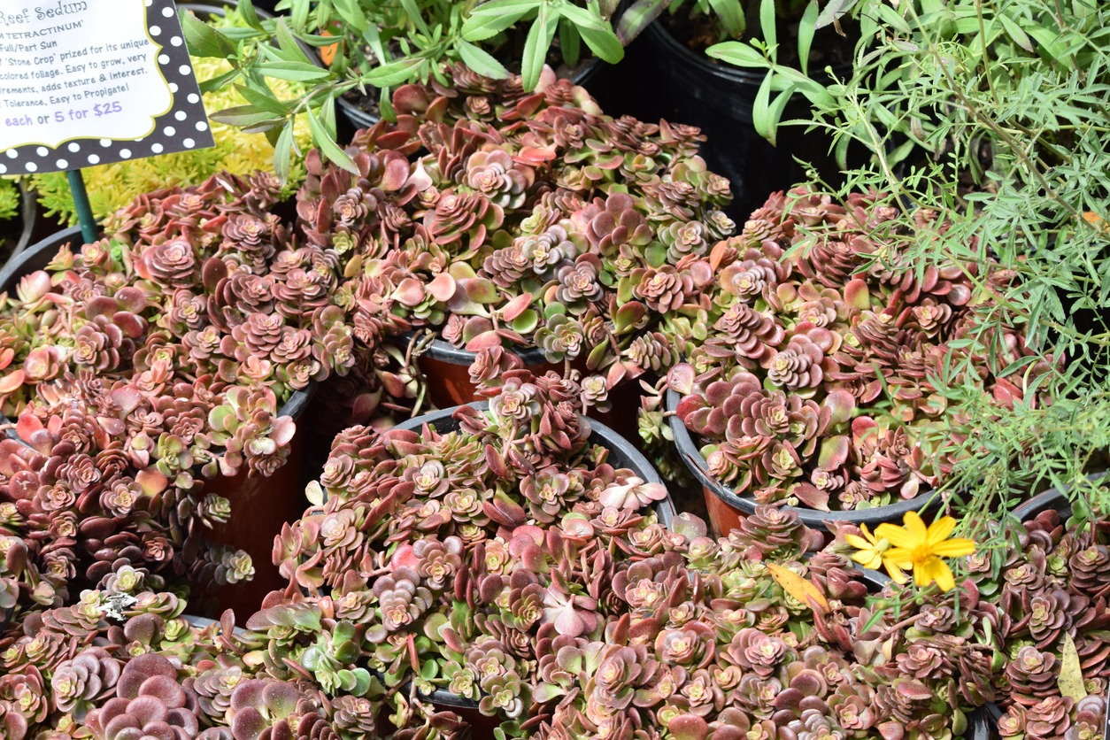 Sedum Stonecrops growing used as a groundcover at my house that I put into pots to sell