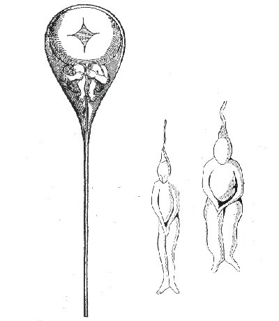 a drawing by NicolaasHartsoeker in 1695 depicting a small person inside a sperm